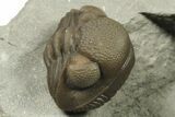 Wide, Enrolled Eldredgeops Trilobite - Removable From Rock #270072-2